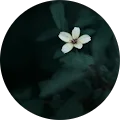 ChIJy cJlcgtBjsR7ql7IYXQqwk fed9e30ceb36bbadffc41ee45fa687cb